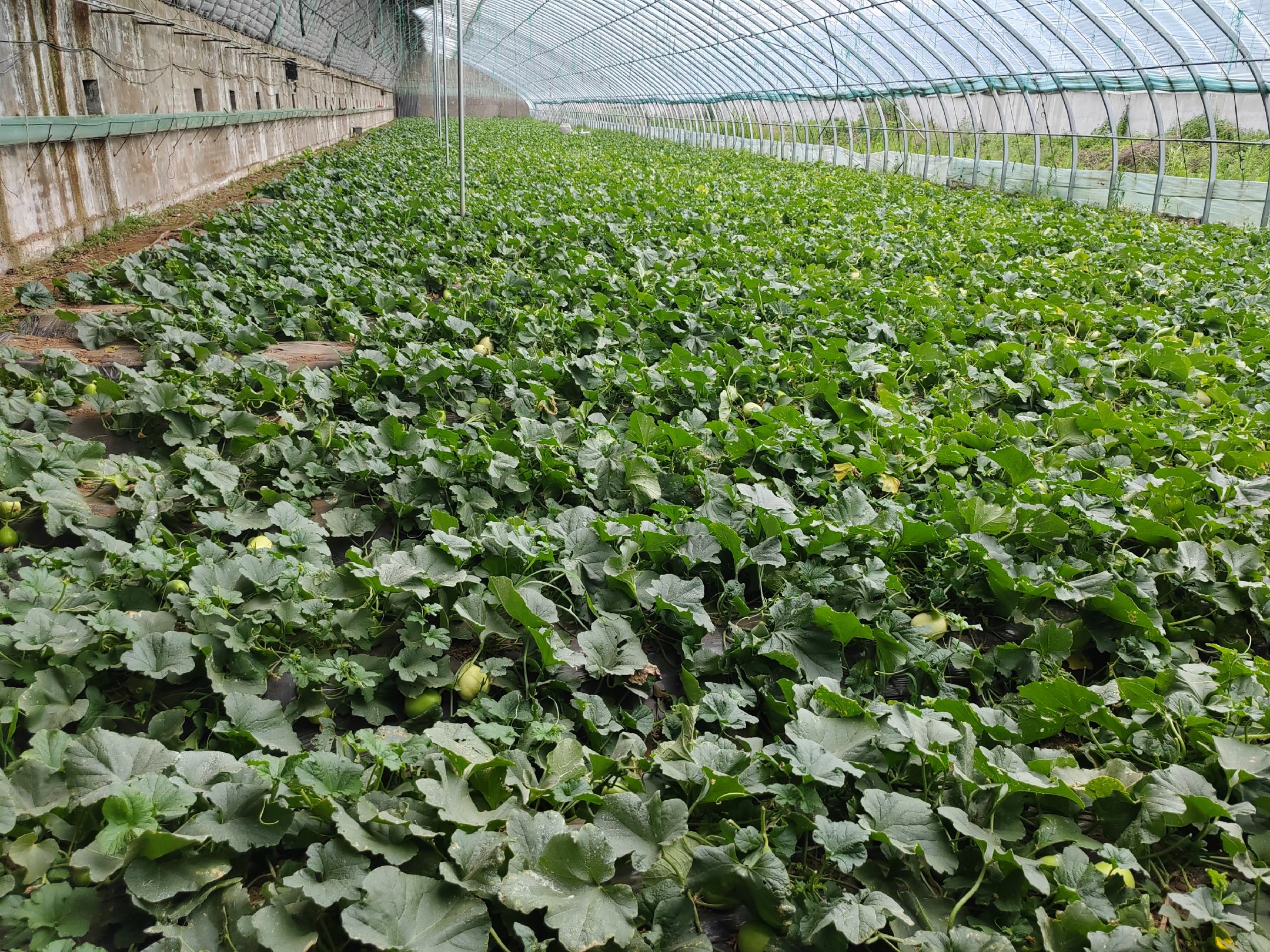南汇玉菇甜瓜种植基地航拍图