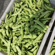 东北陆地大油豆角，九月青，可以炒吃，可以炖，大量有货