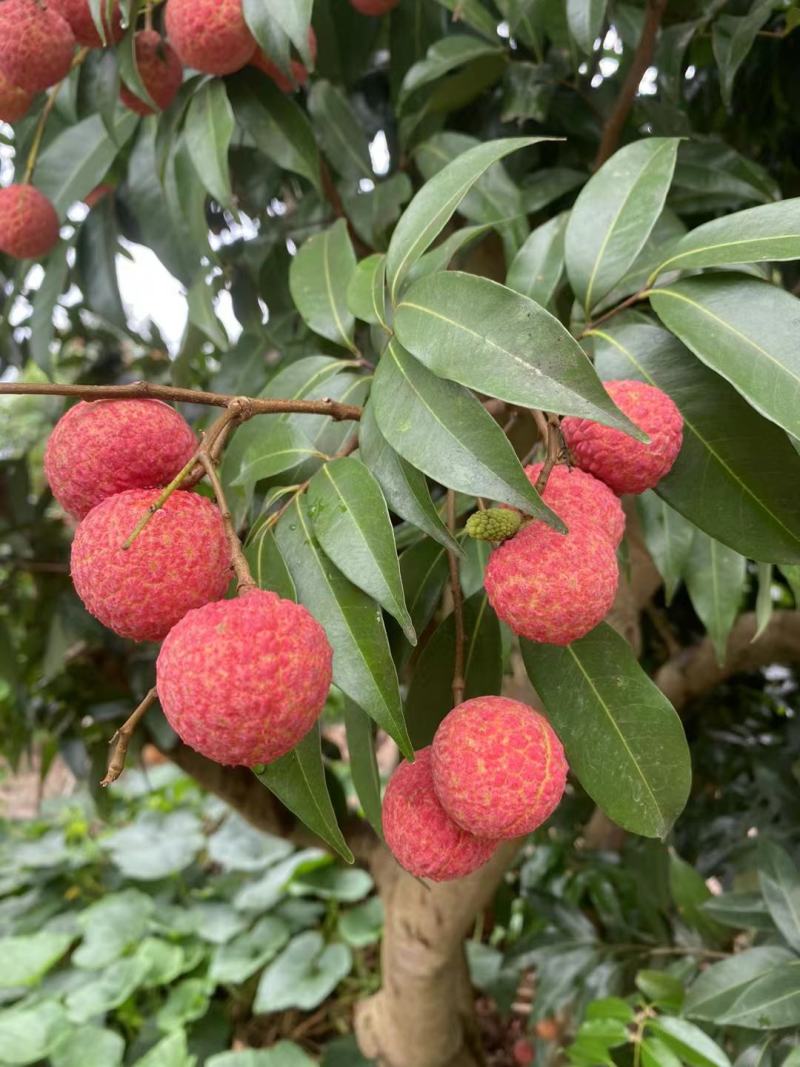 荔枝:桂味,白糖,禾荔,情人荔,大量上市,鲜甜多汁.