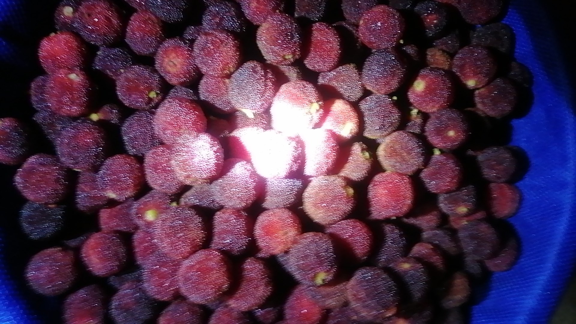 东魁杨梅果实特写