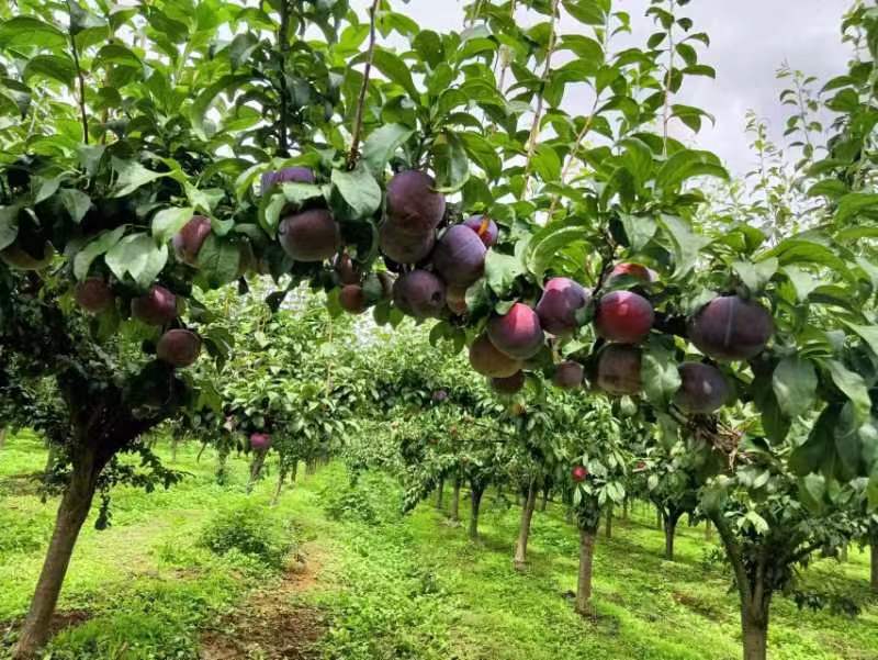 李子果园全景图