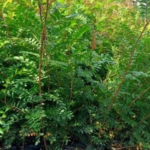清香木小中袋清香木基地供应薄利多销