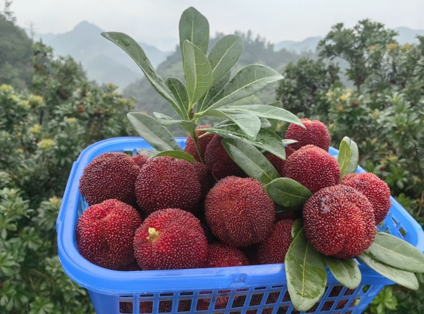 东魁杨梅果篮