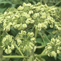 优质川白芷种子，发芽率高，品质保障诚信经营量大从优
