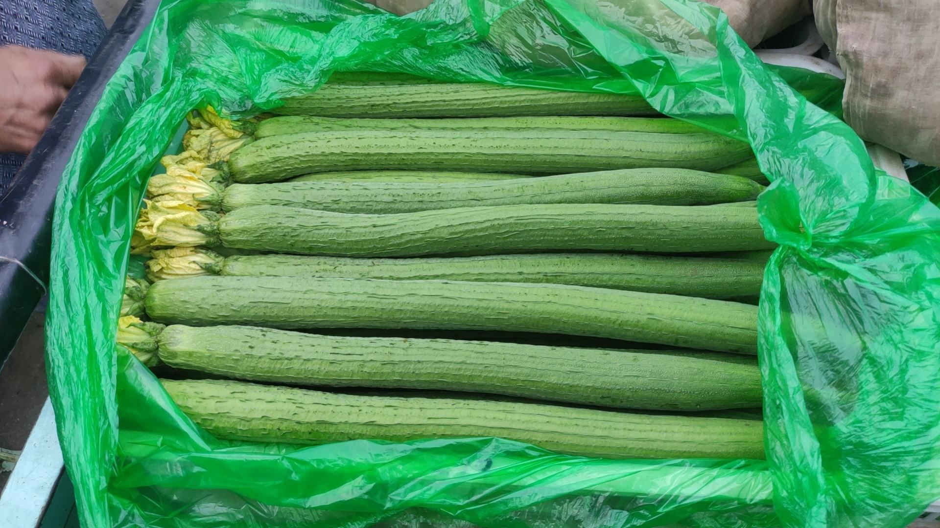 新鲜采摘的一串铃冬瓜,果实小巧、表皮光滑,呈现翠绿色 一串铃冬瓜新鲜采摘的果实