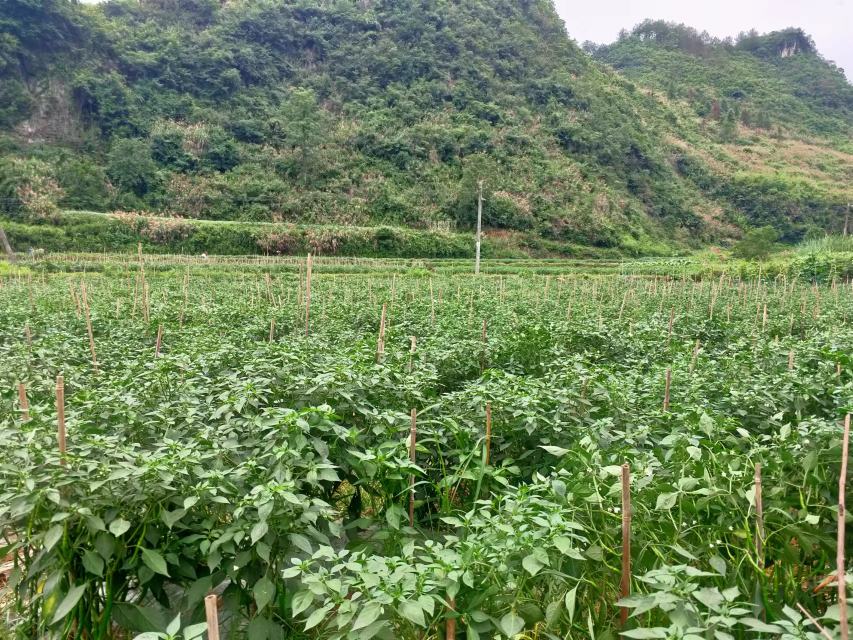 云南昭通彝良县高山梯田红籽野山椒采收实景