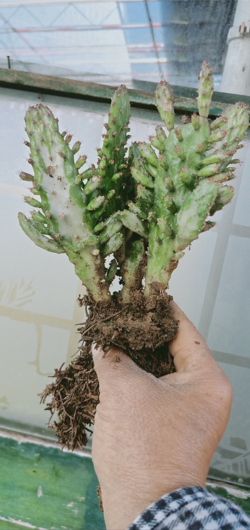 彩扇团扇仙人掌锦多肉植物彩扇电脑桌面绿植防辐射山东原产地