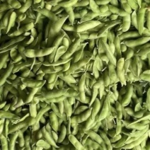 毛豆青豆手工採摘