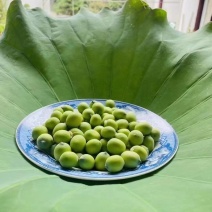 莲蓬荷花