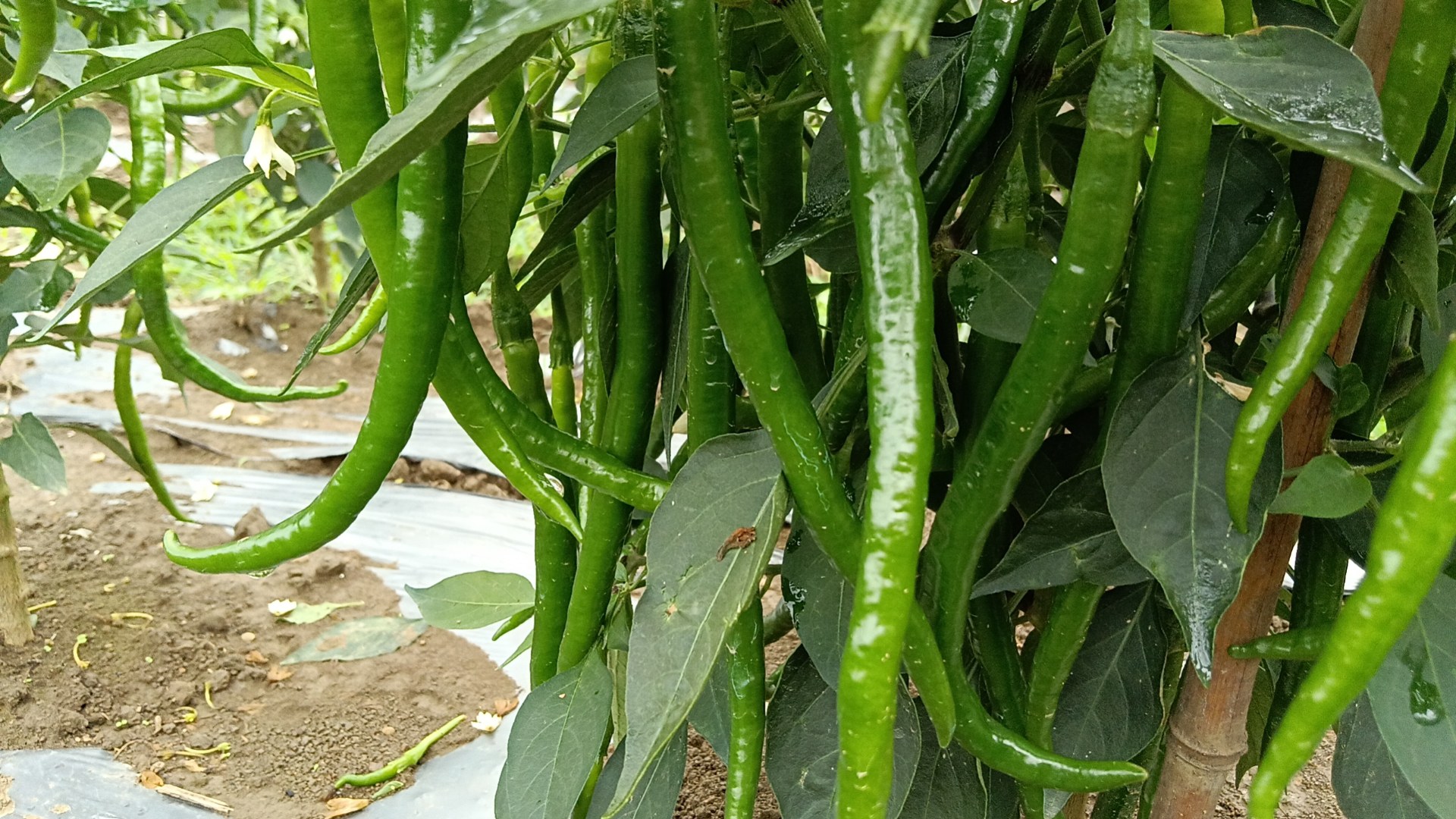 线椒晾晒场景
