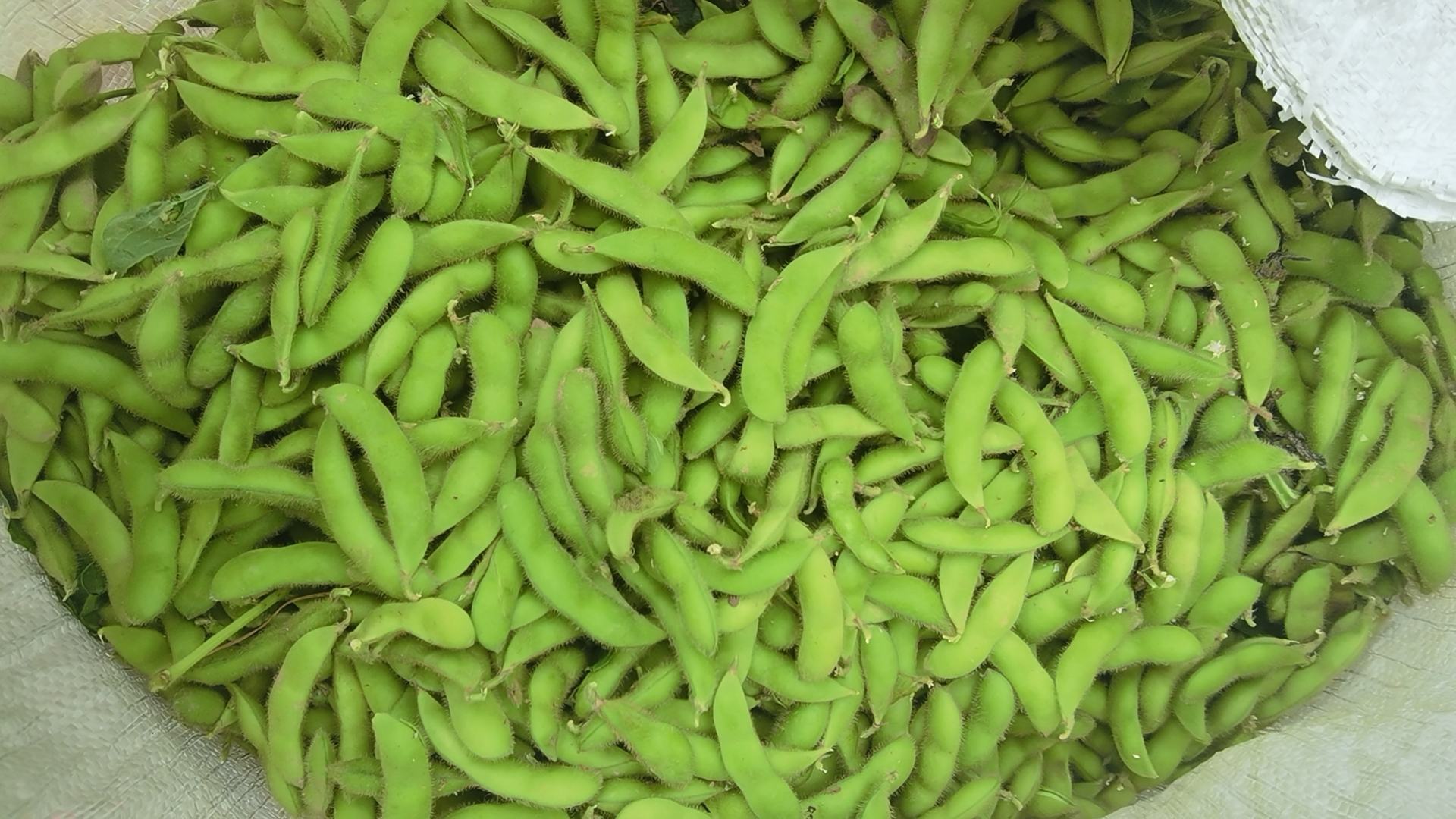 新鲜毛豆与反季节毛豆对比图