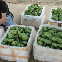 北京新发地新鲜水果莲蓬嫩莲蓬青莲蓬基地直发