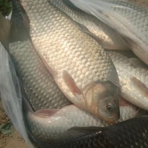 鲫鱼6两—1斤