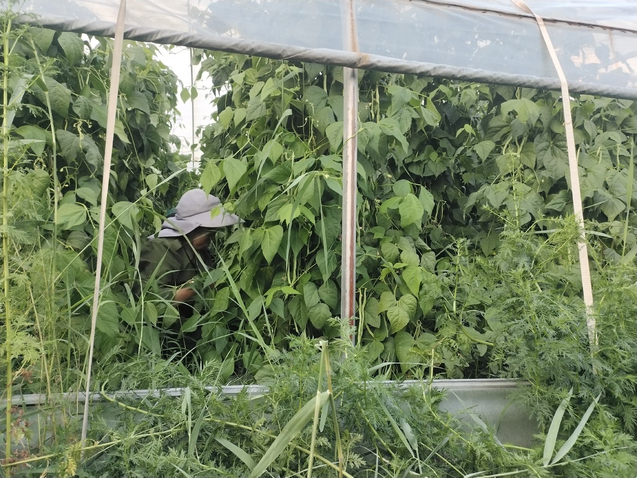 晚芸豆秋季田间管理图