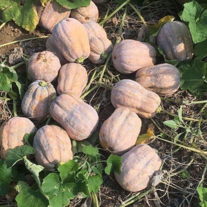 天津qq南瓜产地行情