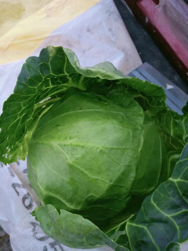 河北白菜甘蓝菜花大量上市中