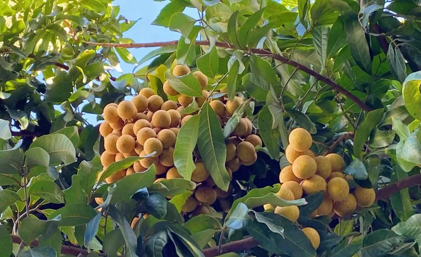 储良龙眼成花效果对比图