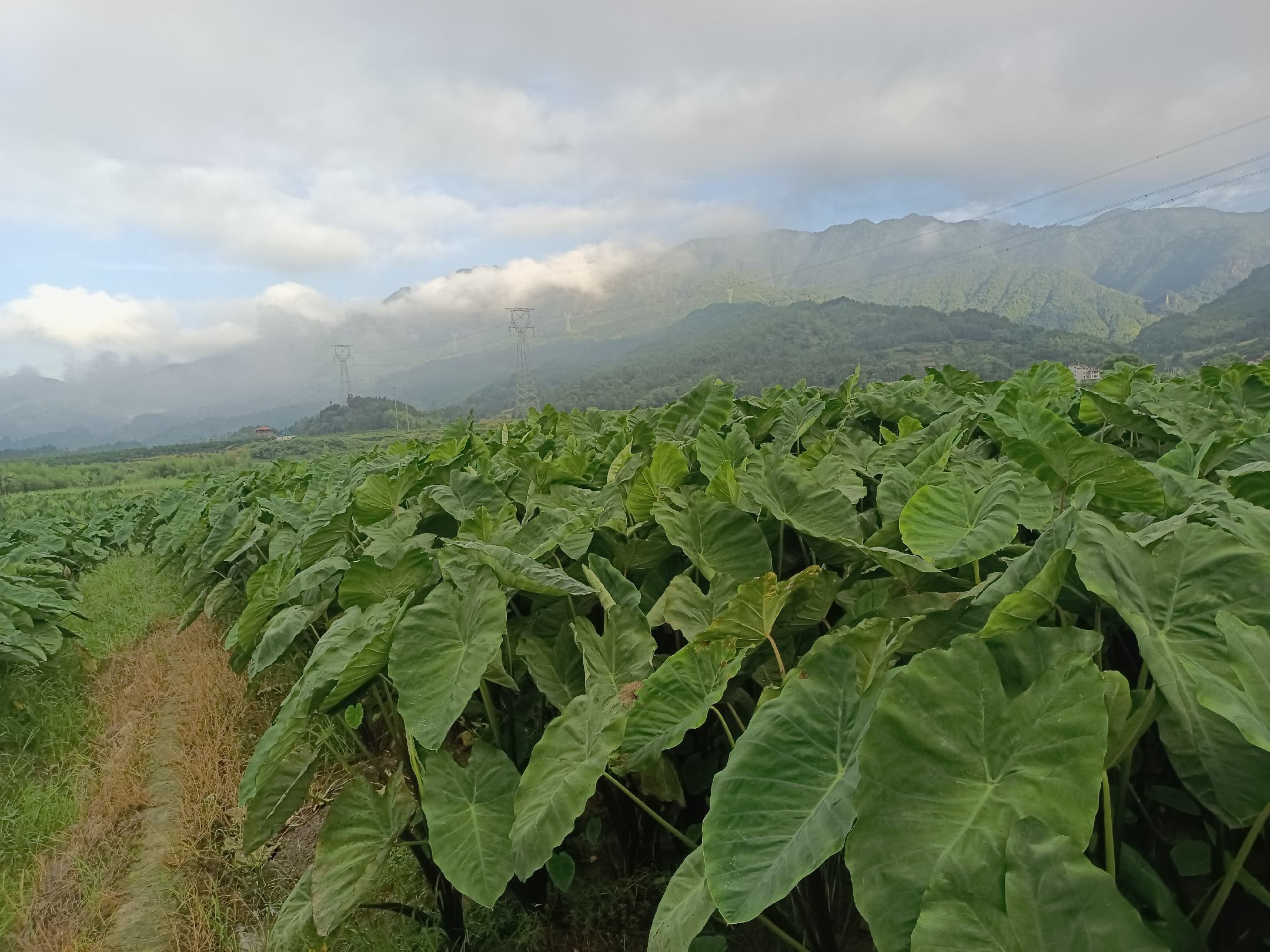 广角自然生境图:盛夏午后,一丛茂盛毛芋头成株(叶片直径达60cm,叶面布满银灰短绒毛,叶柄粗壮带褐色斑点)中央抽出一根直立花葶,高约85cm,顶端托举一朵半展开的佛焰花序;周围环绕湿润黑土、零星蕨类与苔藓,背景为竹篱与薄雾山峦,体现典型丘陵农林复合生态系统 毛芋头成株与花葶共生场景