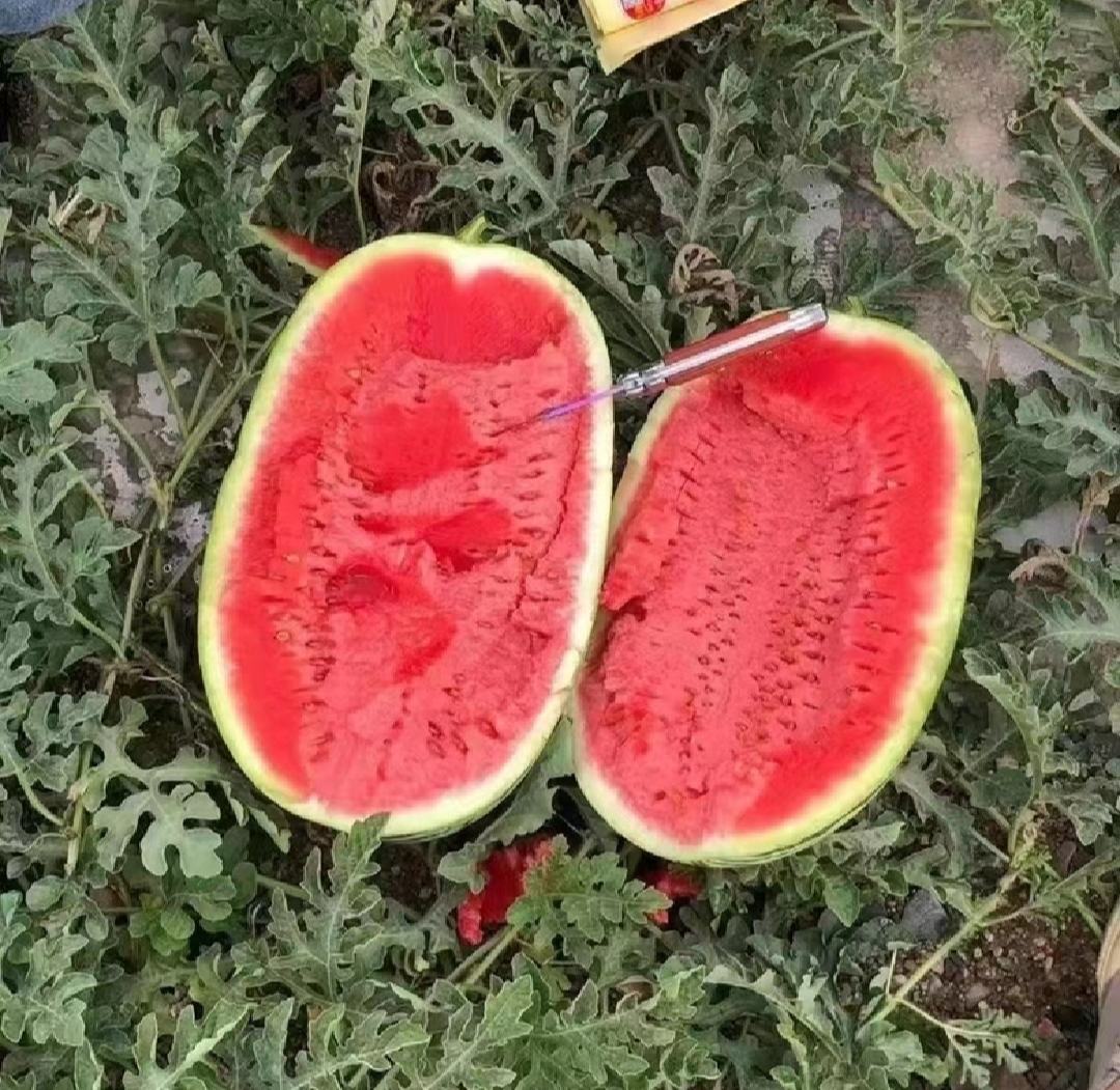 一个新鲜切开的无籽西瓜,果肉呈鲜红色,汁水丰富,表面光滑无明显黑籽,仅可见少量白色未发育种皮,背景为绿色瓜皮和木质砧板,光线明亮自然 无籽西瓜切面特写