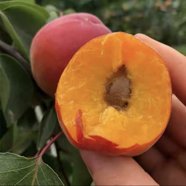 红红梅果实特写