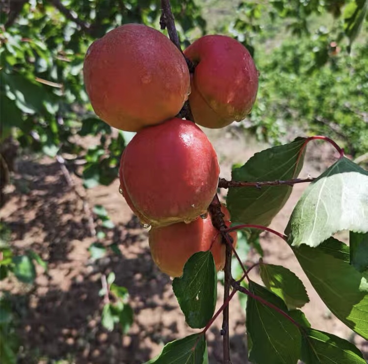 红梅树与红梅子特写