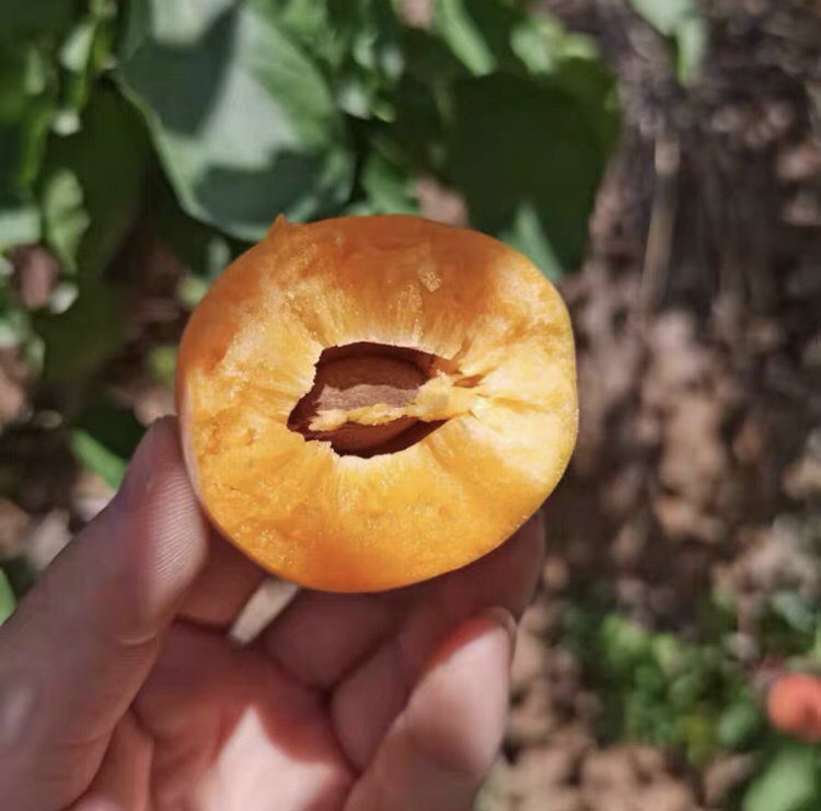 松红梅植物特写