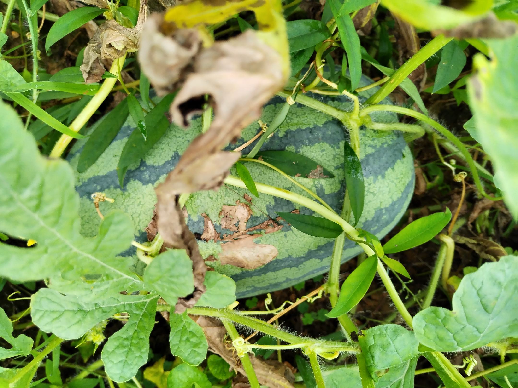 一位年轻女性在厨房中手持刀具准备切开一颗完整的甜王西瓜