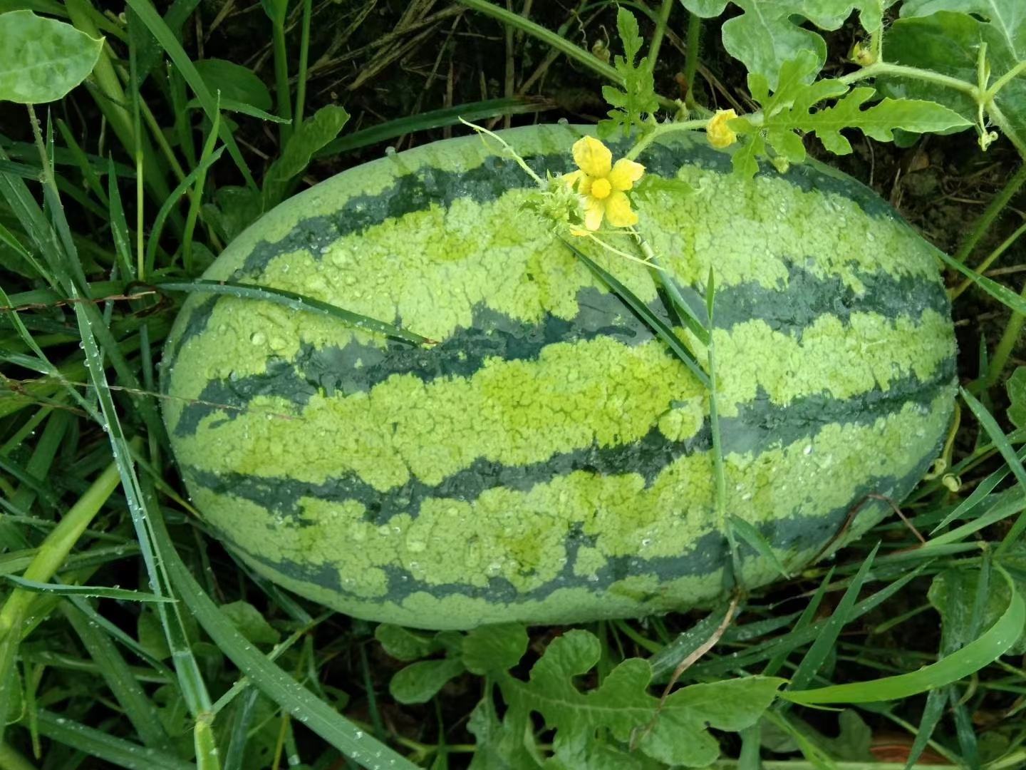 甜王西瓜整体外观展示