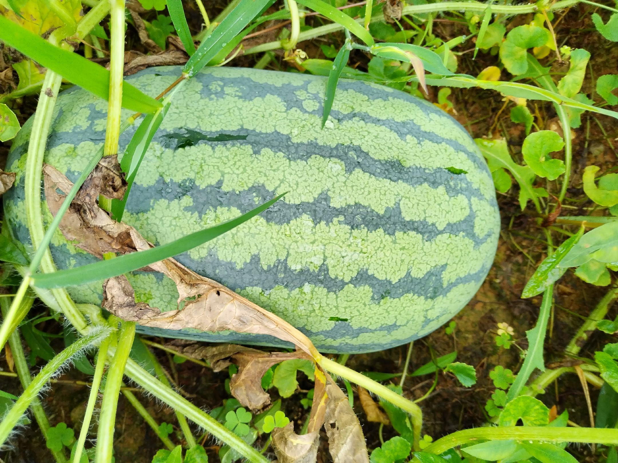 甜王西瓜切开特写