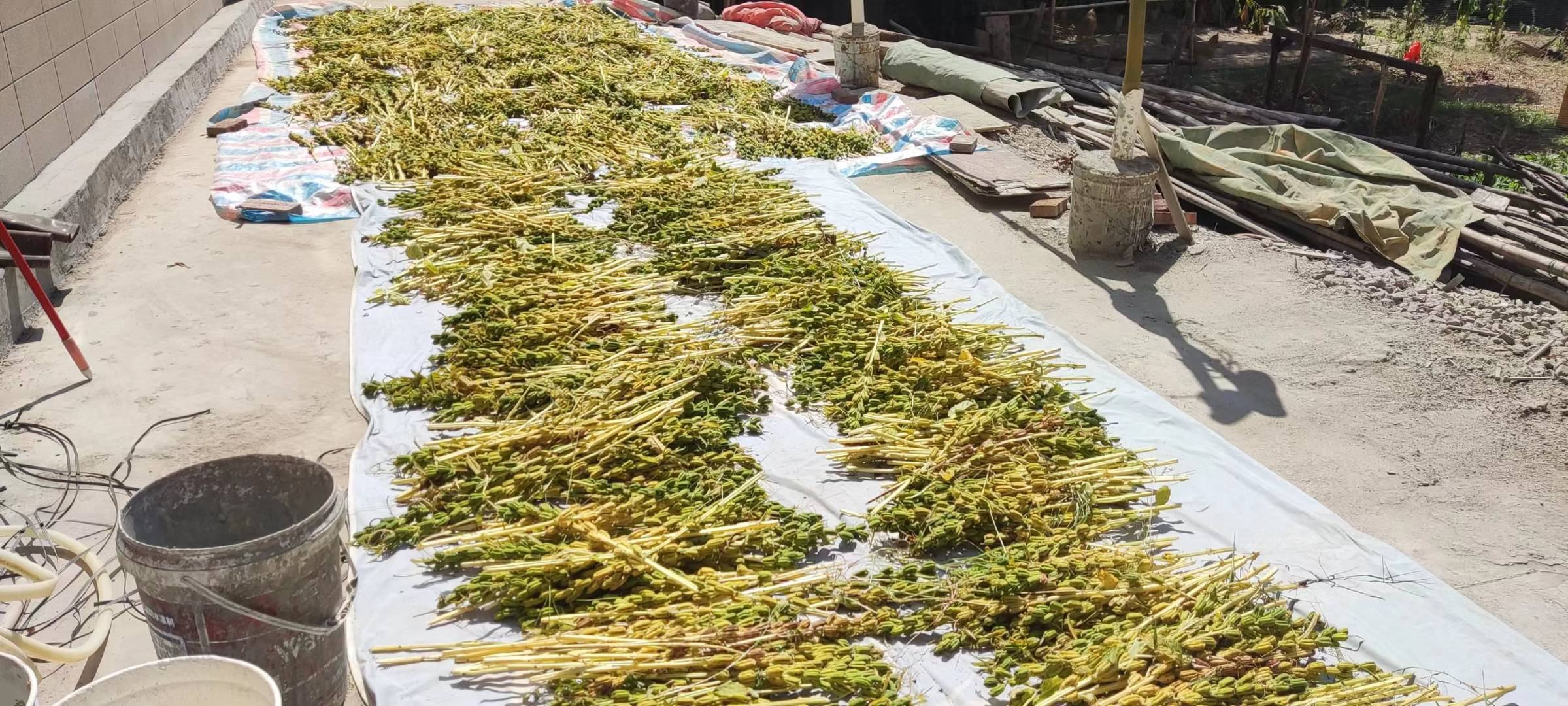 金黄色的芝麻籽粒在宽敞的水泥晒场上被农民用木耙均匀摊开,阳光强烈,背景可见温度计显示当前气温约32℃,旁边放置便携式水分检测仪 芝麻籽粒在水泥晒场上均匀摊开并被人工翻动