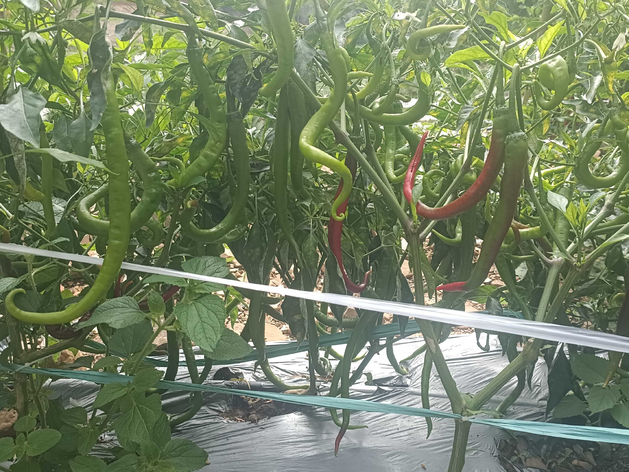 线椒植株与不同品种果实对比图