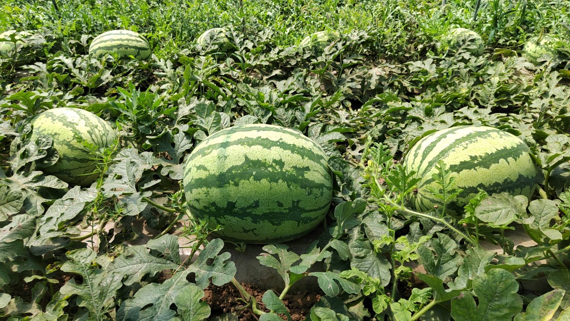 农户在瓜田中采摘甜王西瓜的场景