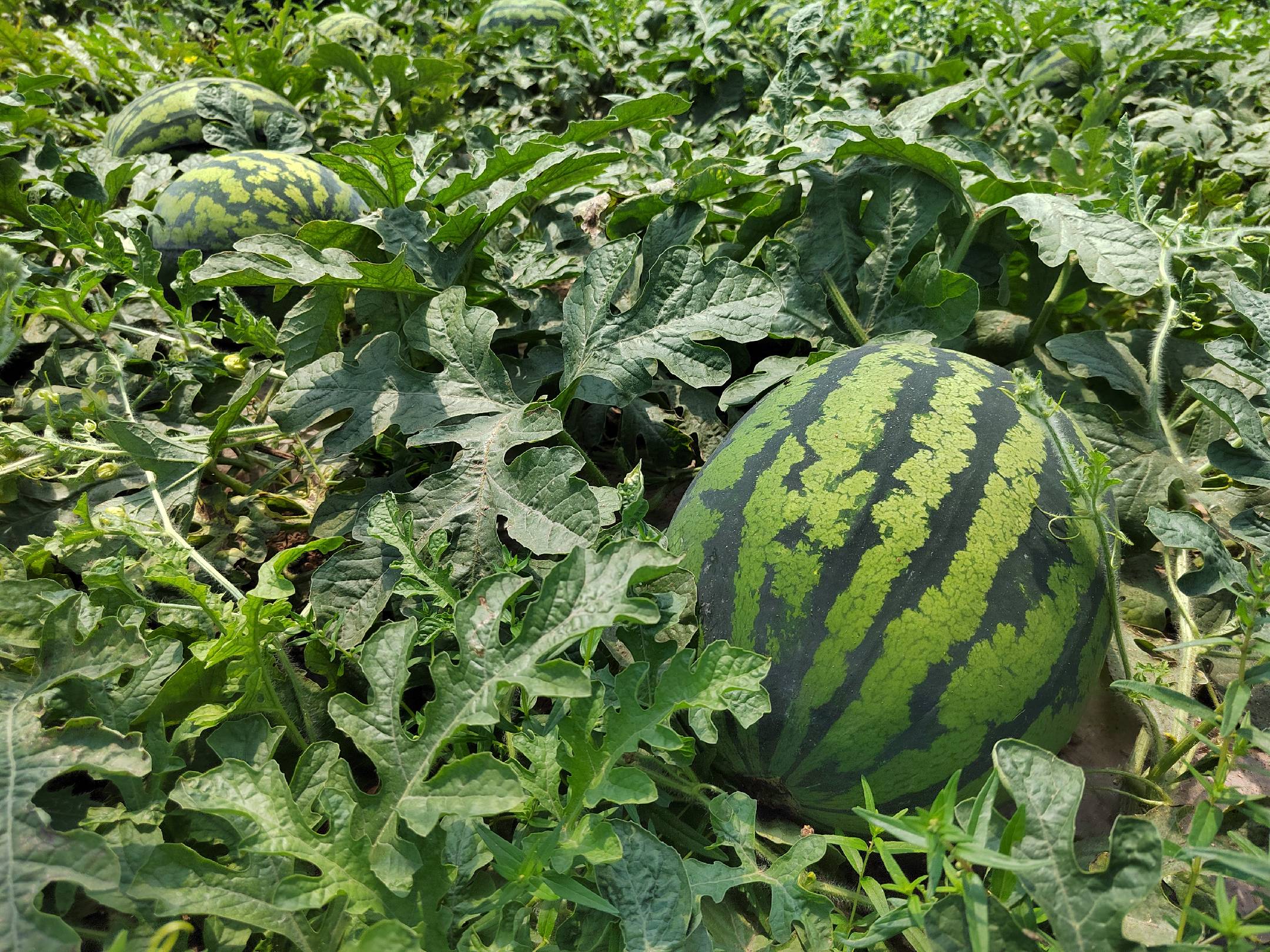 甜王西瓜丰收场景