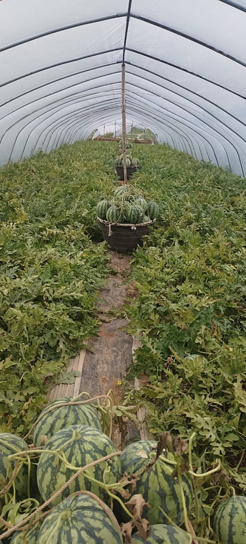 精品美都西瓜产地直销价钱美丽