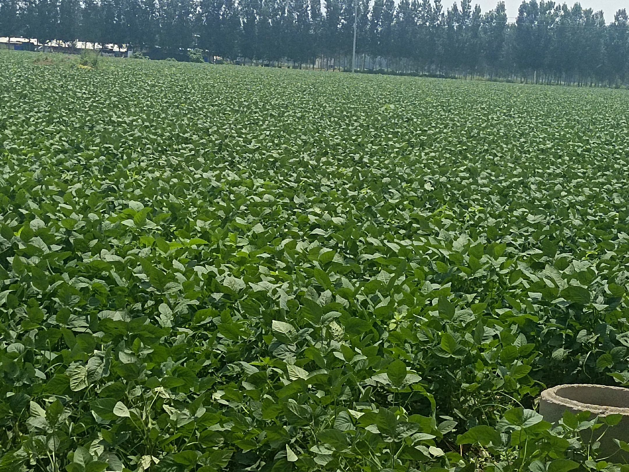 昌江欧兰德毛豆种植基地航拍图