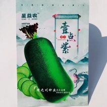 紫芽青萝卜种子壹点紫水果萝卜种子里外青萝卜种籽味甜水分多