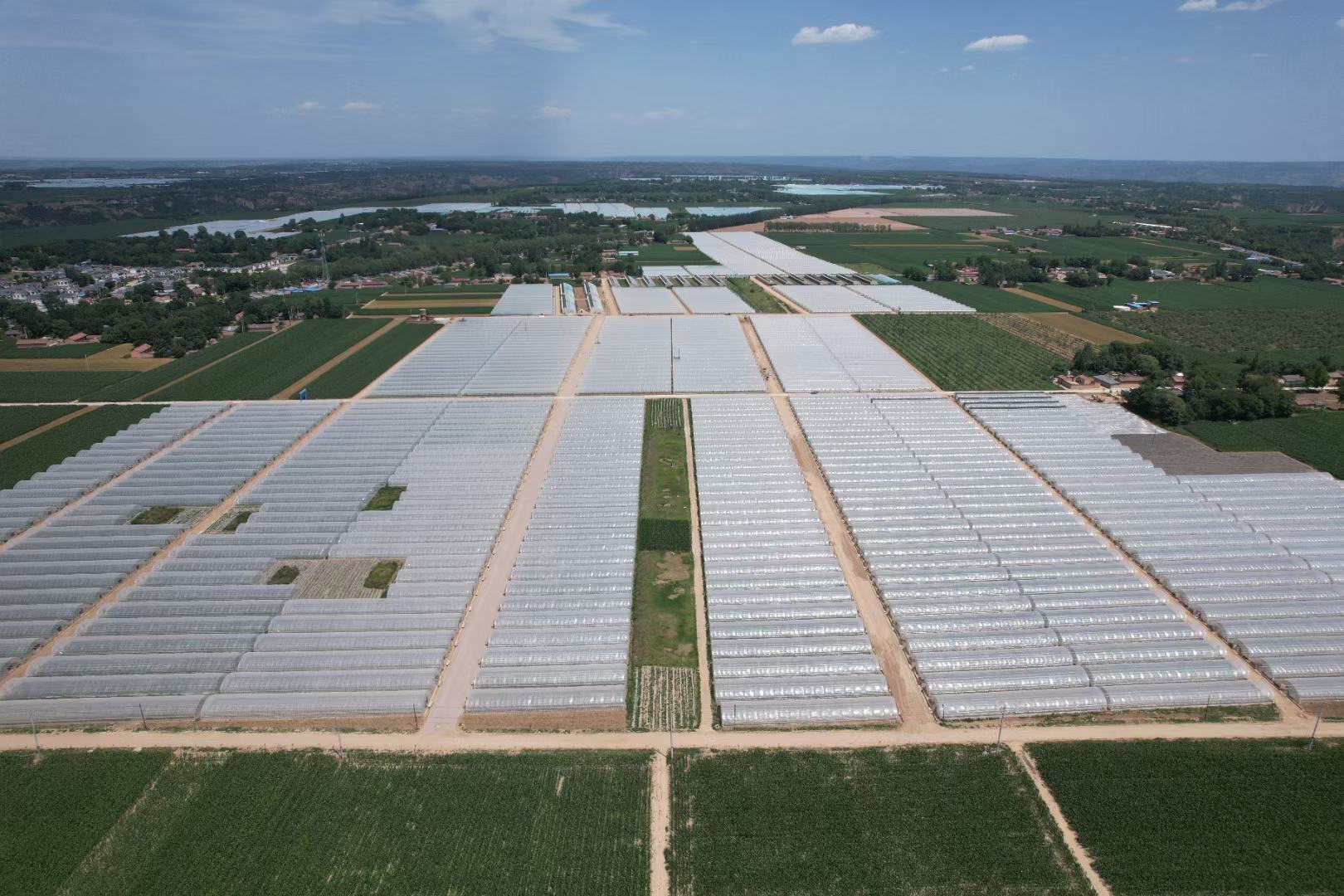 展示一个现代化的螺丝椒种植基地,田间整齐排列的辣椒植株,农民在田间劳作,远处可见灌溉设施和温室大棚 螺丝椒种植基地全景