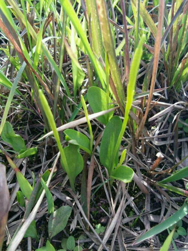 一支箭,正宗野生一支箭,可供鲜货,干货