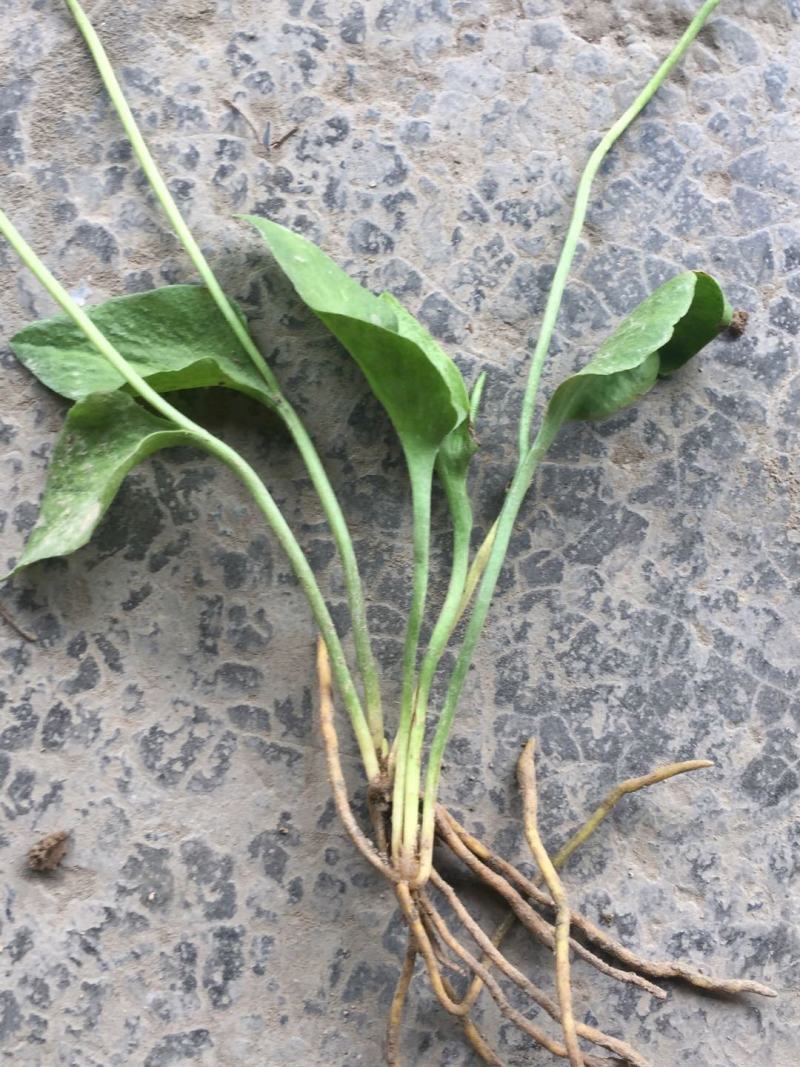 一支箭,正宗野生一支箭,可供鲜货,干货