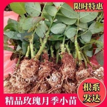 200棵玫瑰花苗四季开花易活好养盆栽地栽庭院阳台花卉