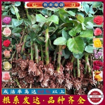 1000棵玫瑰花苗四季开花易活好养盆栽地栽庭院阳台绿化苗