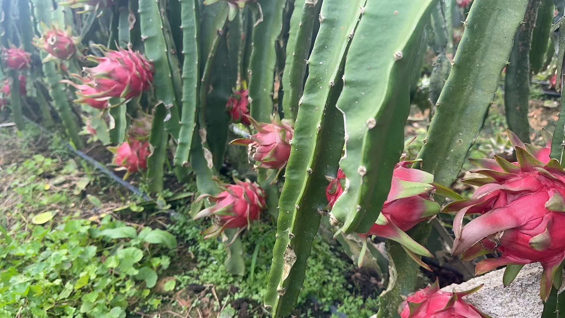 红心火龙果园种植场景