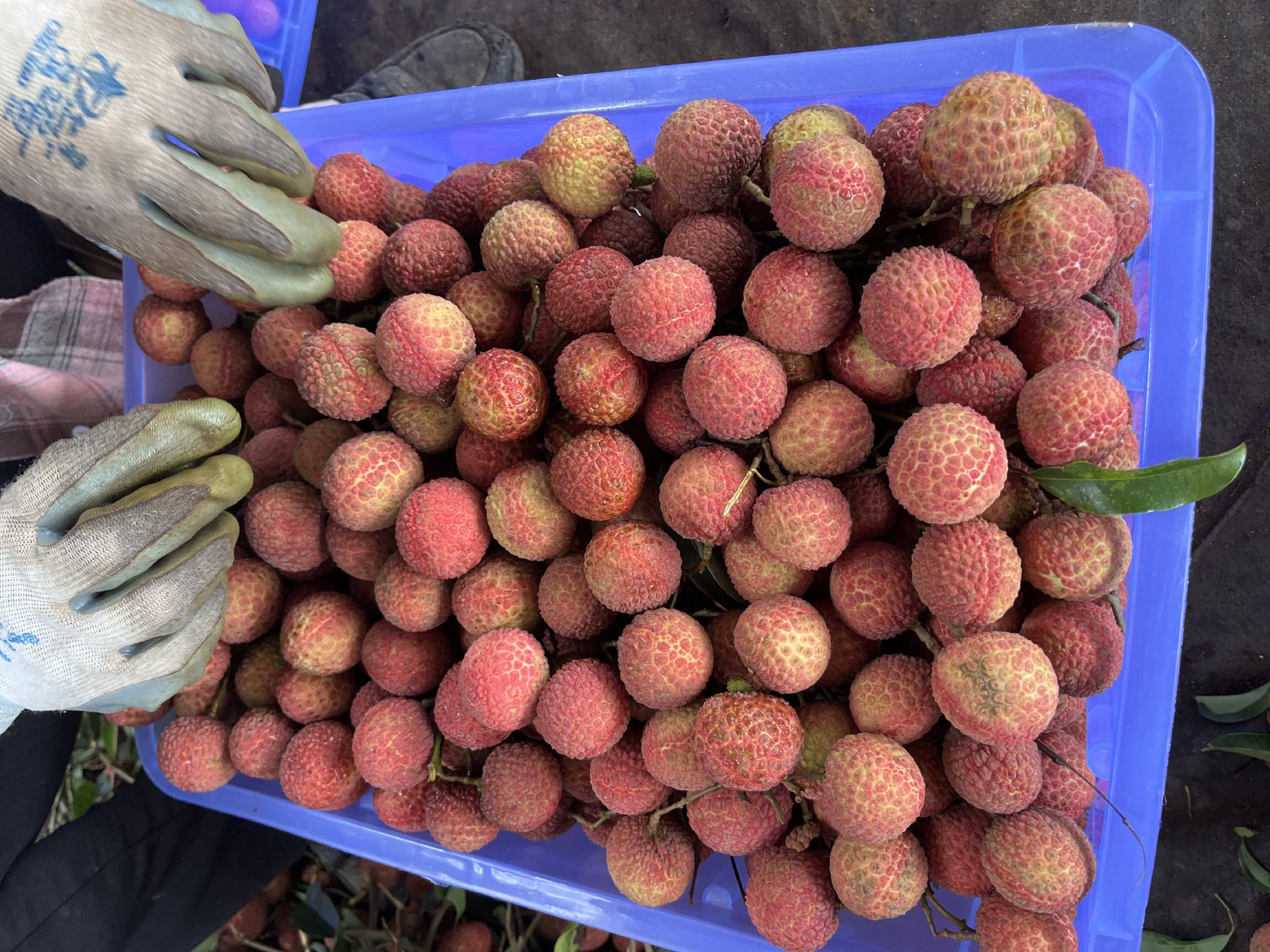 桂味荔枝果园采摘图