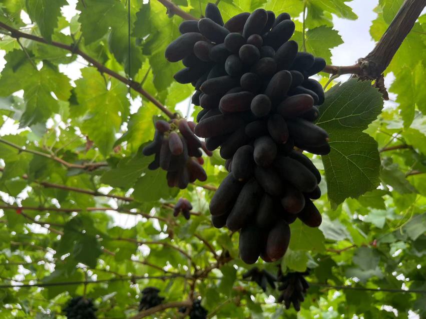 一串成熟的巨峰葡萄悬挂在藤蔓上,果粒饱满圆润,呈深紫黑色,表面覆盖一层细腻的白色果粉,背景为阳光透过叶片形成的斑驳光影,展现果园自然生长环境 巨峰葡萄成熟果穗特写