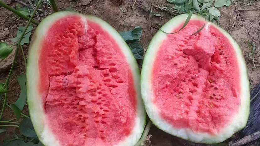 高倍显微镜下展示甜王西瓜果肉细胞结构,中心细胞排列疏松,边缘细胞排列紧密 西瓜果肉显微结构图