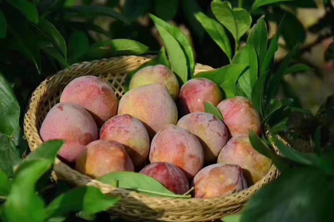 一篮新鲜的桃形李果实,背景为乡村厨房,营造出自然健康的氛围 成熟的桃形李果实摆放在果篮中