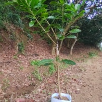 黑炭杨梅，东魁杨梅