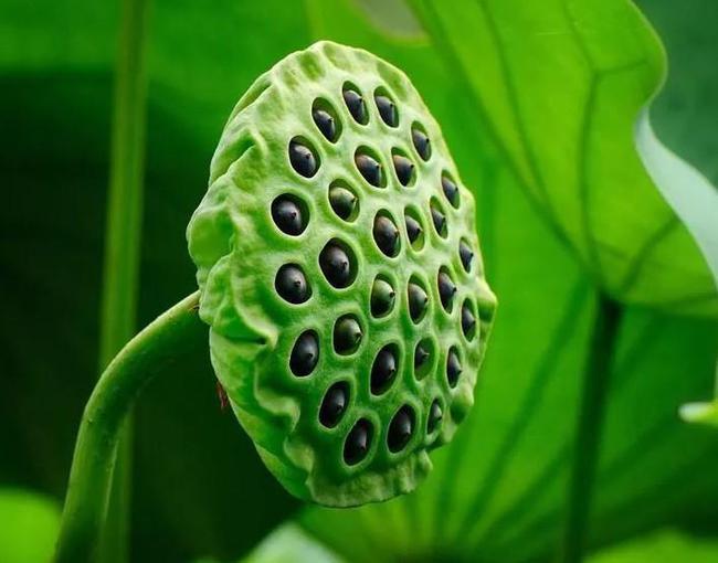 莲蓬成熟前后对比图