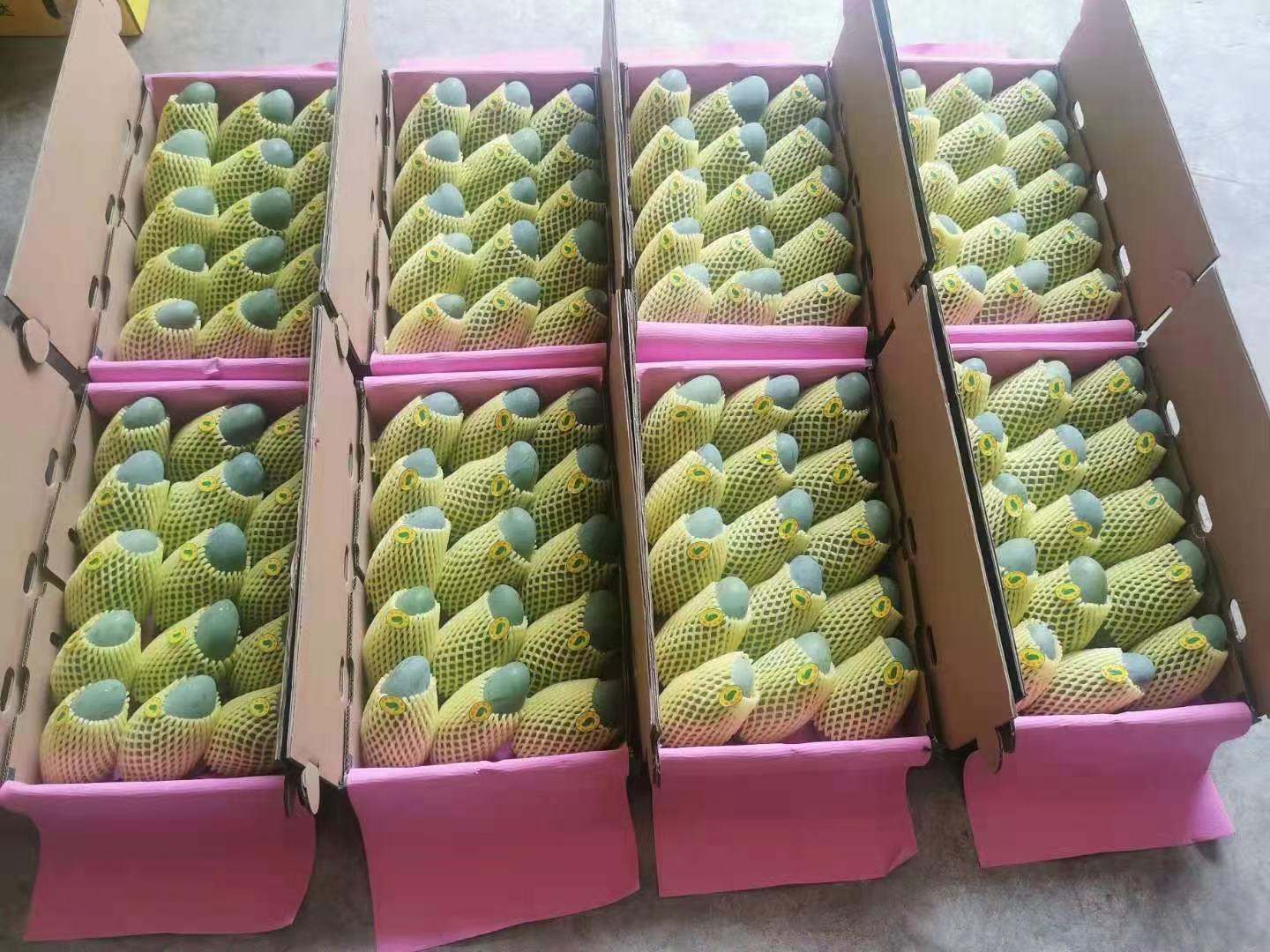桂七芒冷藏保存