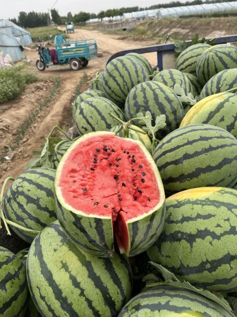 [金城5号西瓜批发]双红金成五价格0.60元/斤 - 一亩田